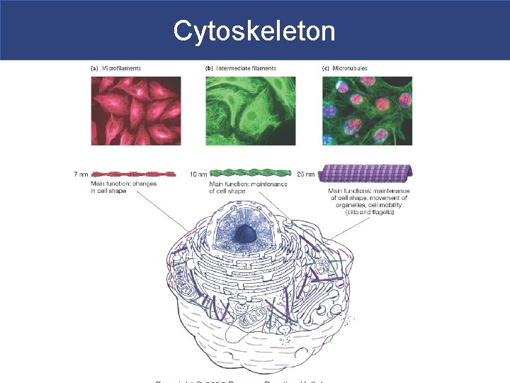 Cytoskeleton 