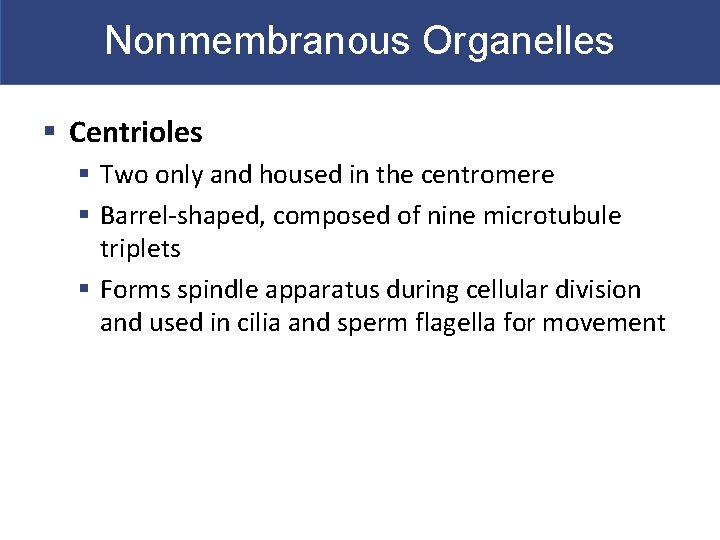 Nonmembranous Organelles § Centrioles § Two only and housed in the centromere § Barrel-shaped,