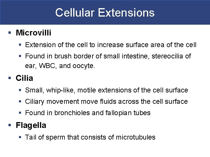Cellular Extensions § Microvilli § Extension of the cell to increase surface area of