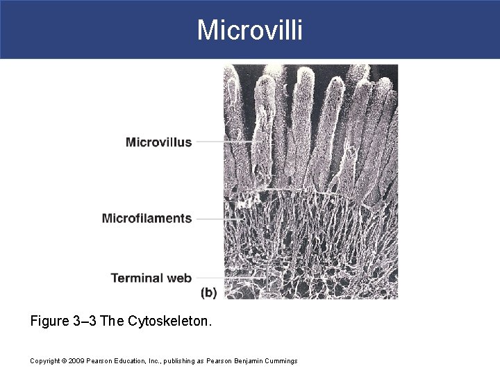 Microvilli Figure 3– 3 The Cytoskeleton. Copyright © 2009 Pearson Education, Inc. , publishing