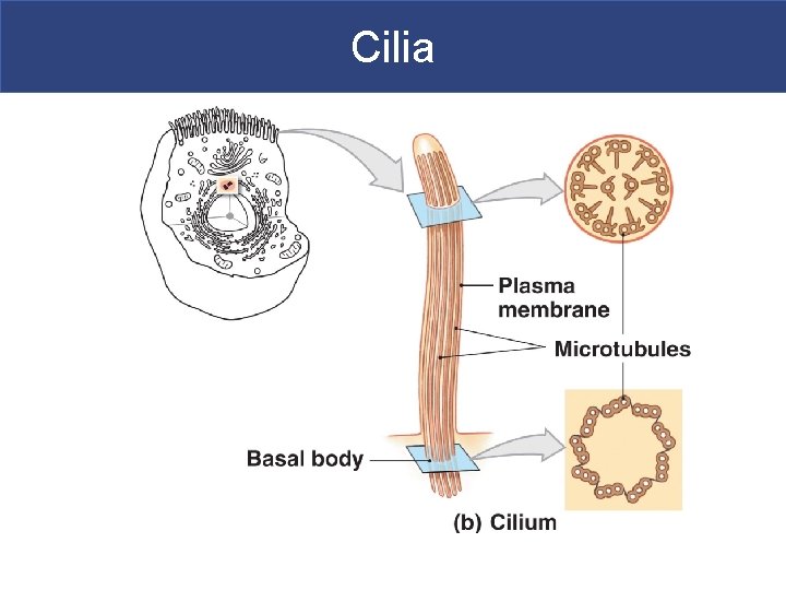 Cilia 