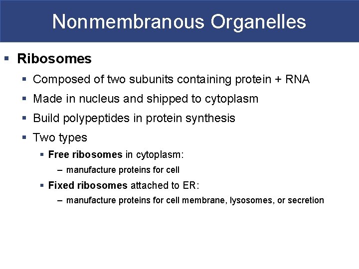 Nonmembranous Organelles § Ribosomes § Composed of two subunits containing protein + RNA §