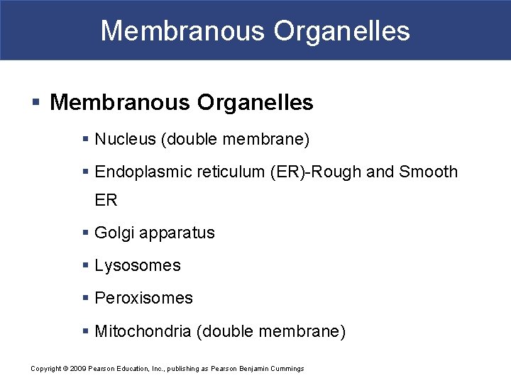 Membranous Organelles § Nucleus (double membrane) § Endoplasmic reticulum (ER)-Rough and Smooth ER §