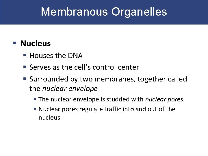 Membranous Organelles § Nucleus § Houses the DNA § Serves as the cell’s control