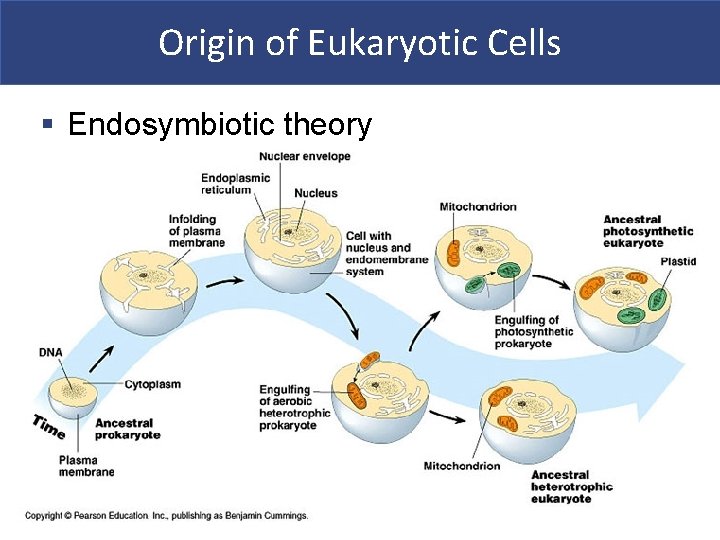 Origin of Eukaryotic Cells § Endosymbiotic theory 