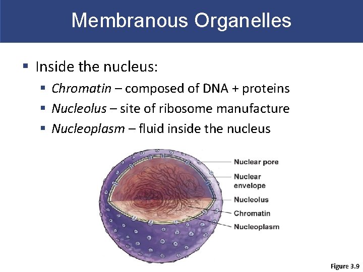 Membranous Organelles § Inside the nucleus: § Chromatin – composed of DNA + proteins