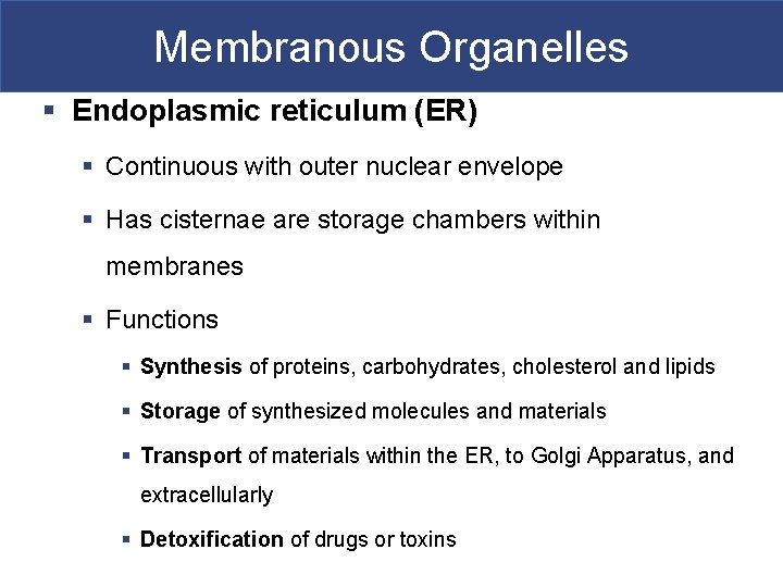 Membranous Organelles § Endoplasmic reticulum (ER) § Continuous with outer nuclear envelope § Has