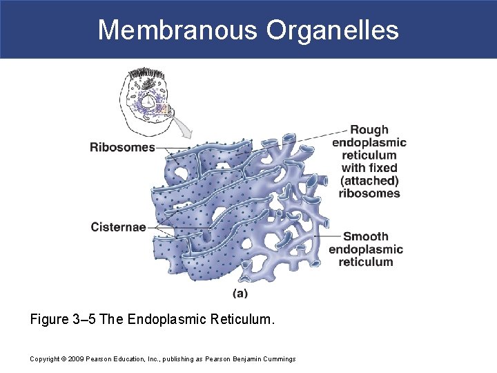 Membranous Organelles Figure 3– 5 The Endoplasmic Reticulum. Copyright © 2009 Pearson Education, Inc.