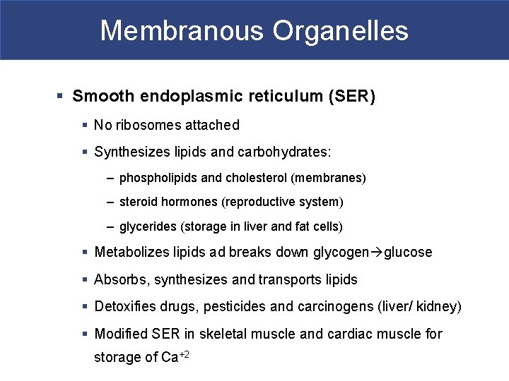 Membranous Organelles § Smooth endoplasmic reticulum (SER) § No ribosomes attached § Synthesizes lipids