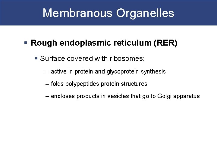 Membranous Organelles § Rough endoplasmic reticulum (RER) § Surface covered with ribosomes: – active