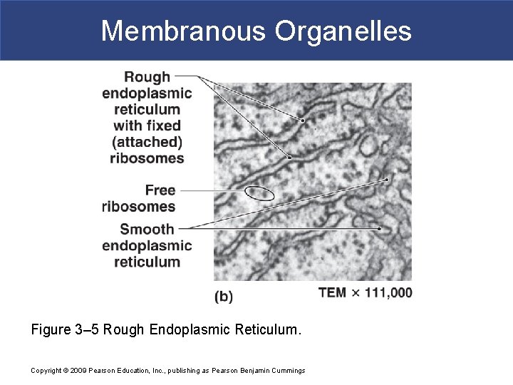 Membranous Organelles Figure 3– 5 Rough Endoplasmic Reticulum. Copyright © 2009 Pearson Education, Inc.