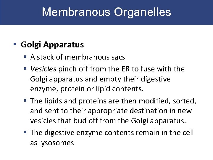 Membranous Organelles § Golgi Apparatus § A stack of membranous sacs § Vesicles pinch