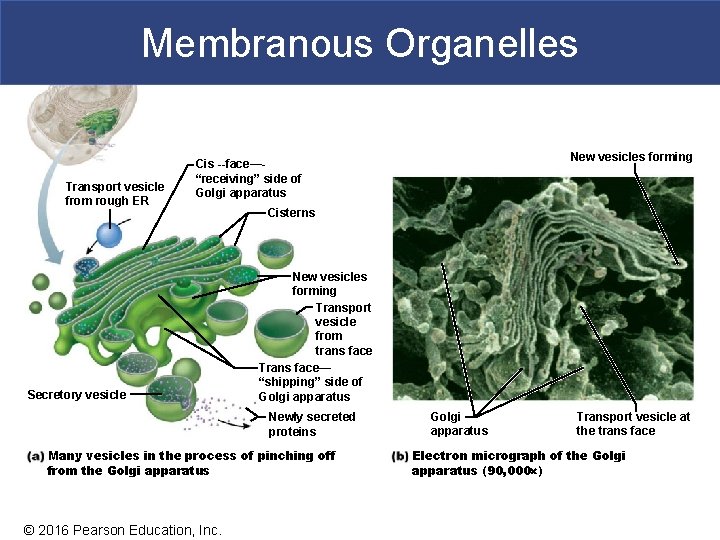 Membranous Organelles Transport vesicle from rough ER New vesicles forming Cis face— “receiving” side