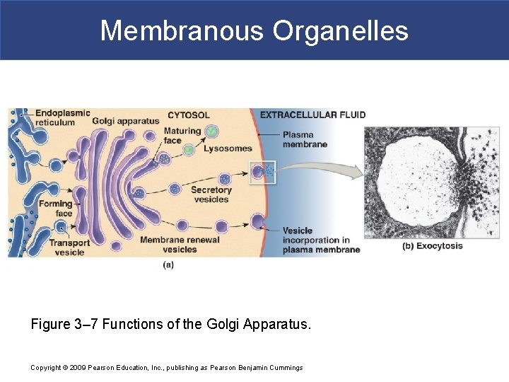 Membranous Organelles Figure 3– 7 Functions of the Golgi Apparatus. Copyright © 2009 Pearson