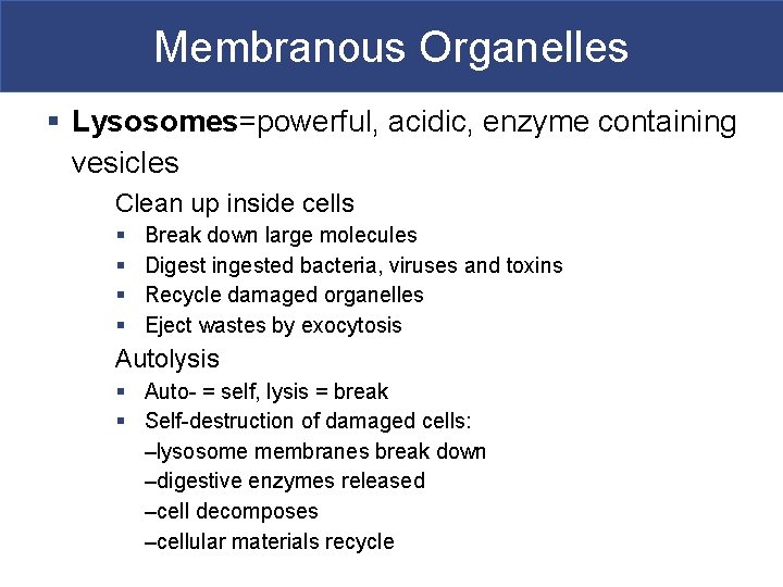 Membranous Organelles § Lysosomes=powerful, acidic, enzyme containing vesicles Clean up inside cells § §