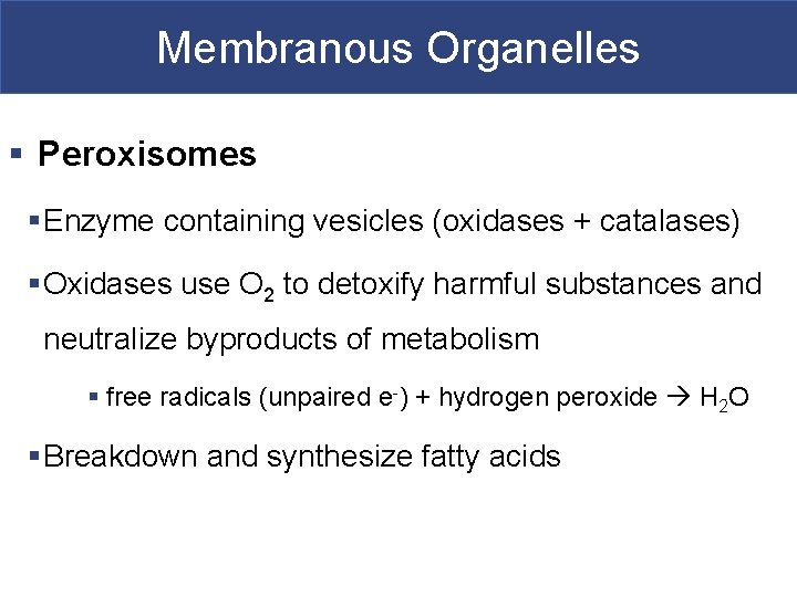 Membranous Organelles § Peroxisomes § Enzyme containing vesicles (oxidases + catalases) § Oxidases use