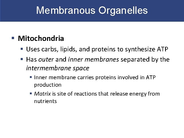 Membranous Organelles § Mitochondria § Uses carbs, lipids, and proteins to synthesize ATP §