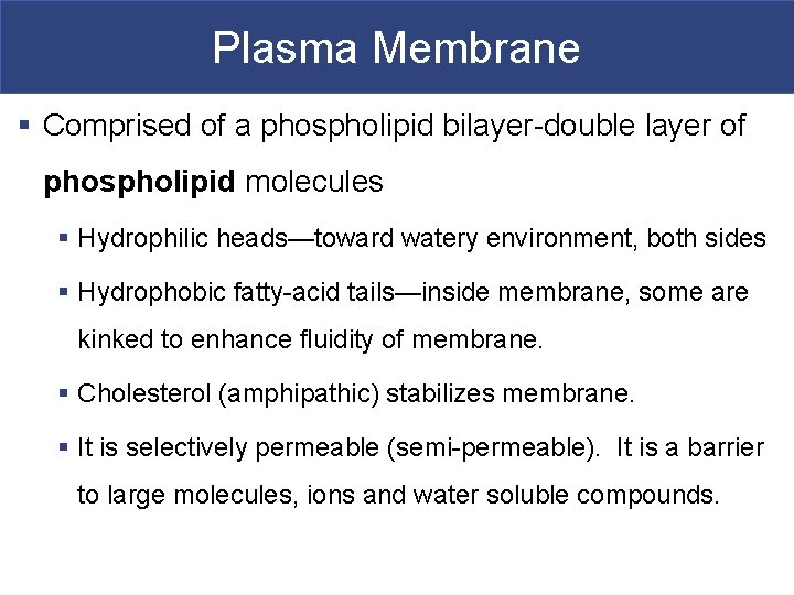 Plasma Membrane § Comprised of a phospholipid bilayer-double layer of phospholipid molecules § Hydrophilic