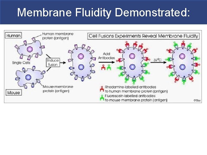 Membrane Fluidity Demonstrated: 