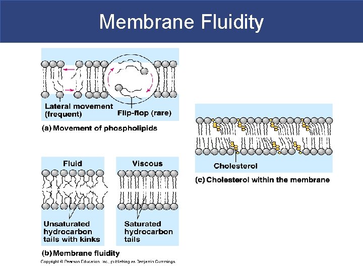Membrane Fluidity 