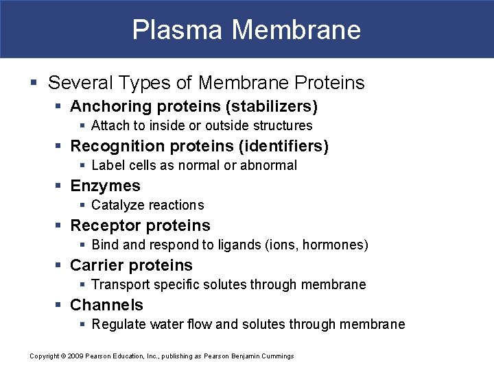 Plasma Membrane § Several Types of Membrane Proteins § Anchoring proteins (stabilizers) § Attach