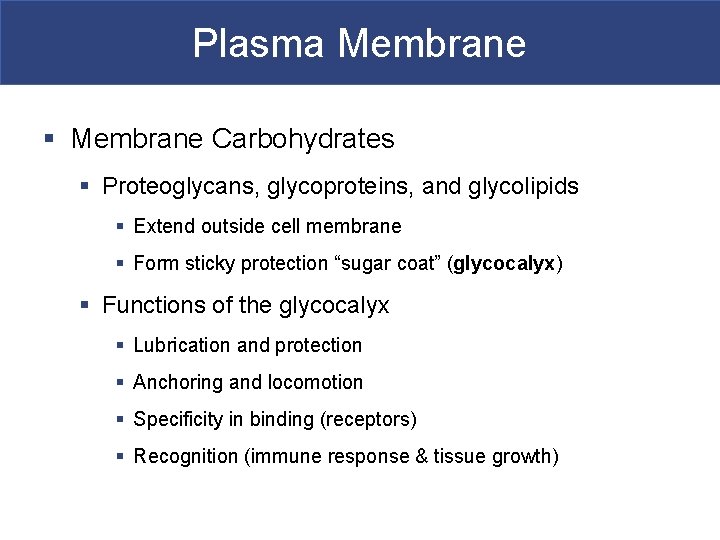 Plasma Membrane § Membrane Carbohydrates § Proteoglycans, glycoproteins, and glycolipids § Extend outside cell