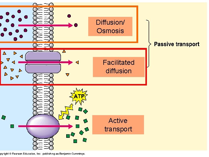 Diffusion/ Osmosis Facilitated diffusion Active transport 