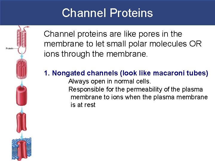 Channel Proteins Channel proteins are like pores in the membrane to let small polar