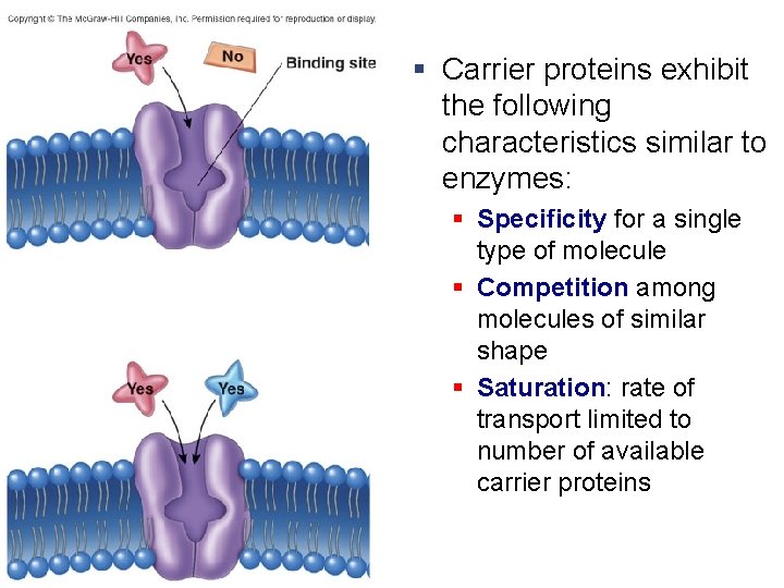 § Carrier proteins exhibit the following characteristics similar to enzymes: § Specificity for a