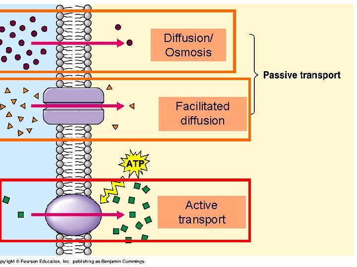 Diffusion/ Osmosis Facilitated diffusion Active transport 