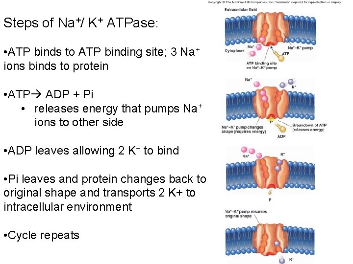 Steps of Na+/ K+ ATPase: • ATP binds to ATP binding site; 3 Na+