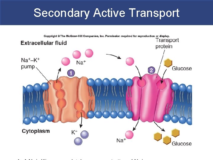 Secondary Active Transport 