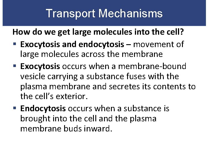 Transport Mechanisms How do we get large molecules into the cell? § Exocytosis and