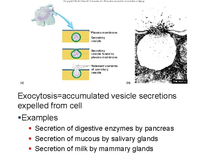 Exocytosis=accumulated vesicle secretions expelled from cell §Examples § Secretion of digestive enzymes by pancreas