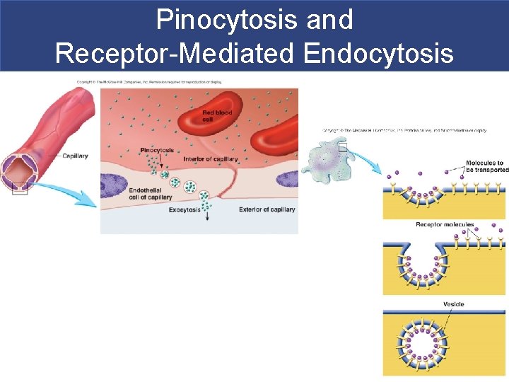 Pinocytosis and Receptor-Mediated Endocytosis 