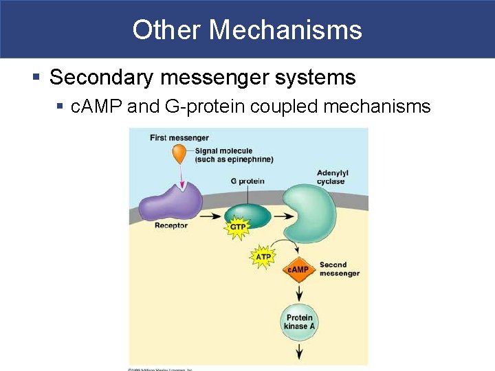 Other Mechanisms § Secondary messenger systems § c. AMP and G-protein coupled mechanisms 