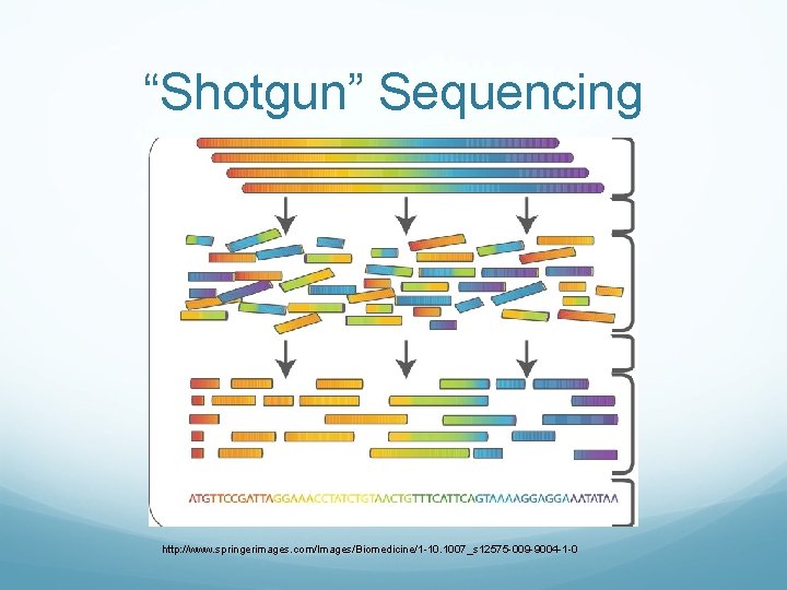 “Shotgun” Sequencing http: //www. springerimages. com/Images/Biomedicine/1 -10. 1007_s 12575 -009 -9004 -1 -0 