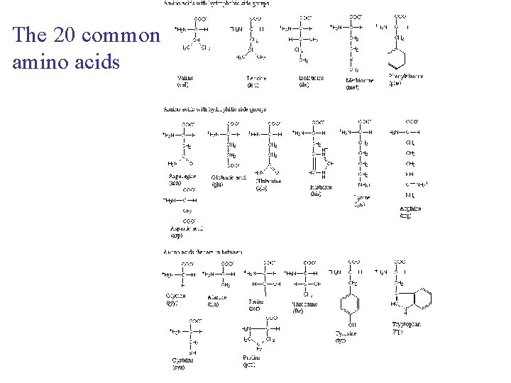 The 20 common amino acids The 20 common amino acids