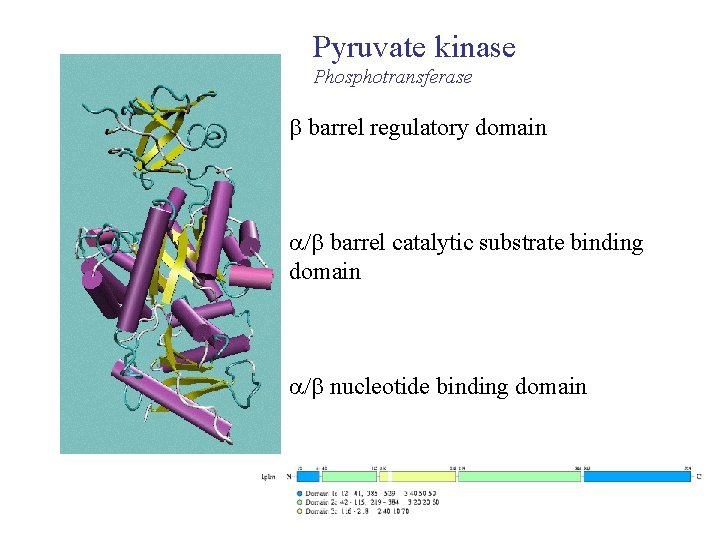Pyruvate kinase Phosphotransferase barrel regulatory domain / barrel catalytic substrate binding domain / nucleotide Pyruvate kinase Phosphotransferase barrel regulatory domain / barrel catalytic substrate binding domain / nucleotide