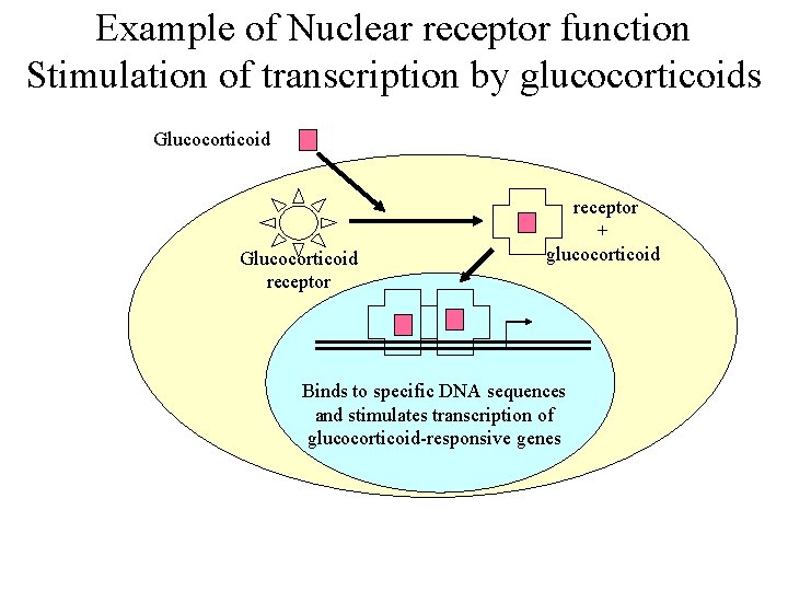 Example of Nuclear receptor function Stimulation of transcription by glucocorticoids Glucocorticoid receptor + glucocorticoid