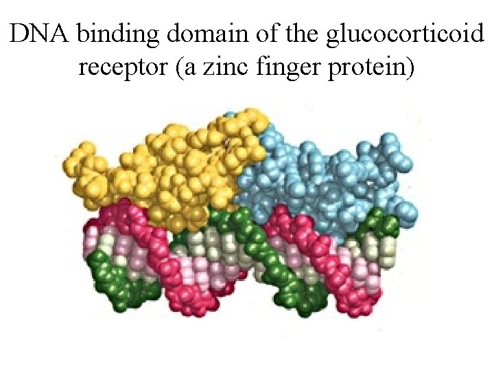 DNA binding domain of the glucocorticoid receptor (a zinc finger protein) 