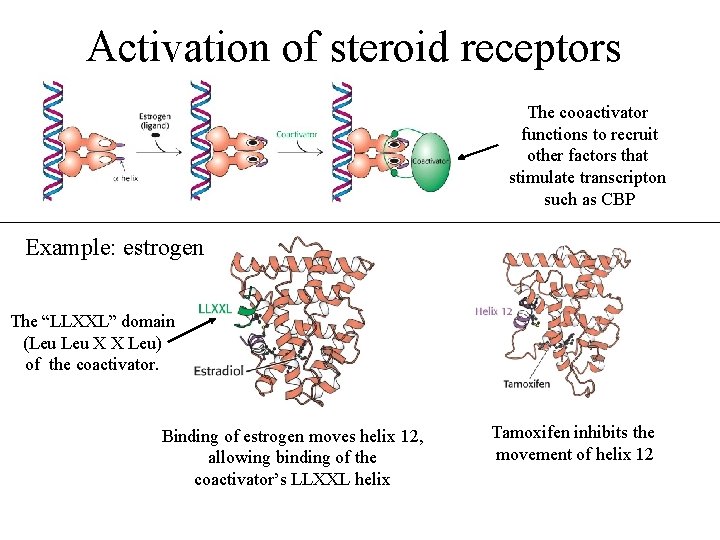 Activation of steroid receptors The cooactivator functions to recruit other factors that stimulate transcripton