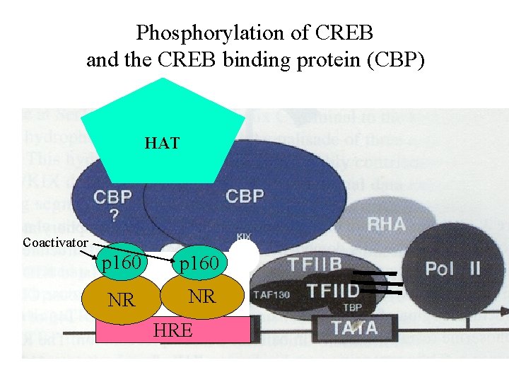 Phosphorylation of CREB and the CREB binding protein (CBP) HAT coactivator p 160 NR