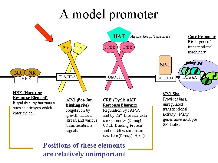 A model promoter HAT Fos Jun CREB Histone Acetyl Transferase CREB Core Promoter Binds