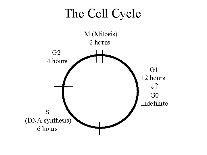 The Cell Cycle M (Mitosis) 2 hours G 2 4 hours G 1 12
