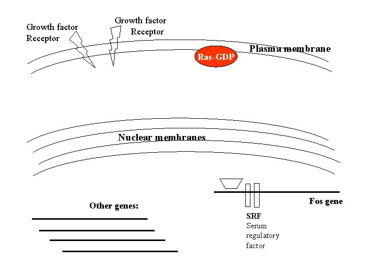 Growth factor Receptor Ras-GDP Plasma membrane Nuclear membranes Fos gene Other genes: SRF Serum