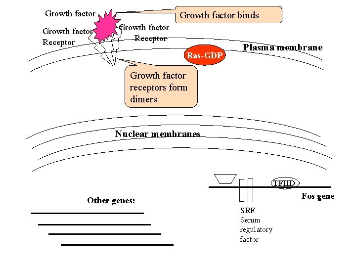 Growth factor Receptor Growth factor binds Growth factor Receptor Ras-GDP Plasma membrane Growth factor