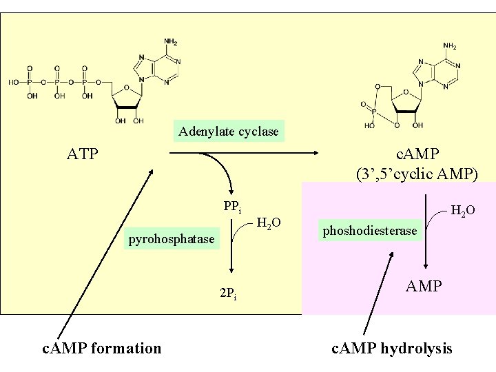 Adenylate cyclase ATP c. AMP (3’, 5’cyclic AMP) PPi pyrohosphatase 2 Pi c. AMP