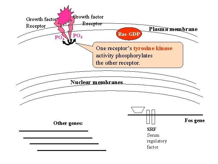 Growth factor Receptor PO 4 Ras-GDP Plasma membrane One receptor’s tyrosine kinase activity phosphorylates