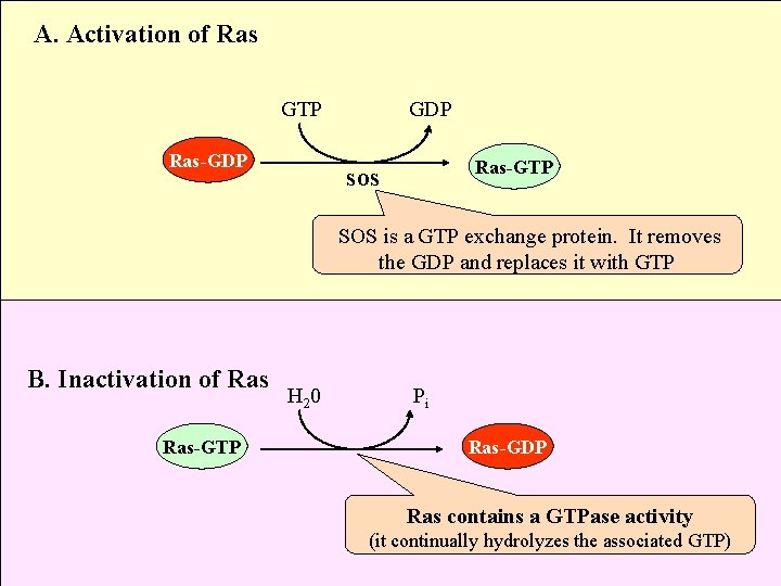 A. Activation of Ras GTP Ras-GDP Ras-GTP sos SOS is a GTP exchange protein.